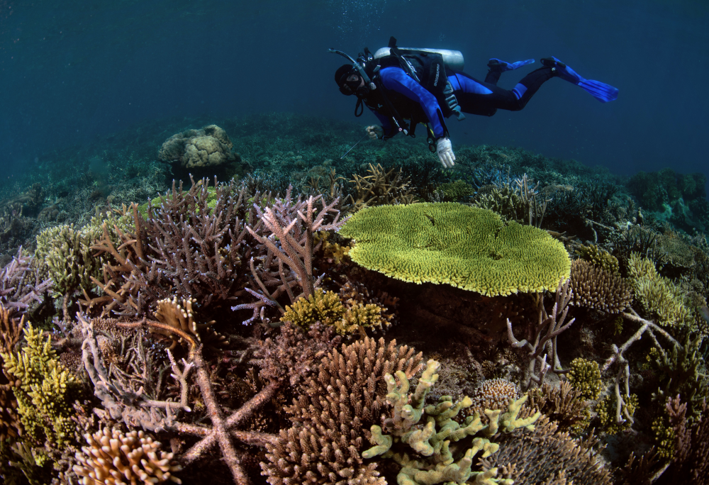 a diver swims over a thriving coral reef, it shows lots of different species in many different colours